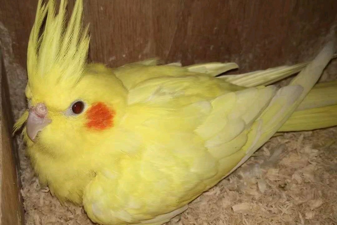 玄凤鹦鹉刚出生怎么辨别品种,玄凤鹦鹉有多少个品种