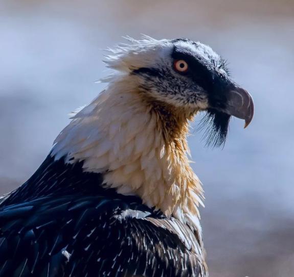 胡兀鹫和秃鹫谁厉害,秃鹫和胡兀鹫生活在一起吗