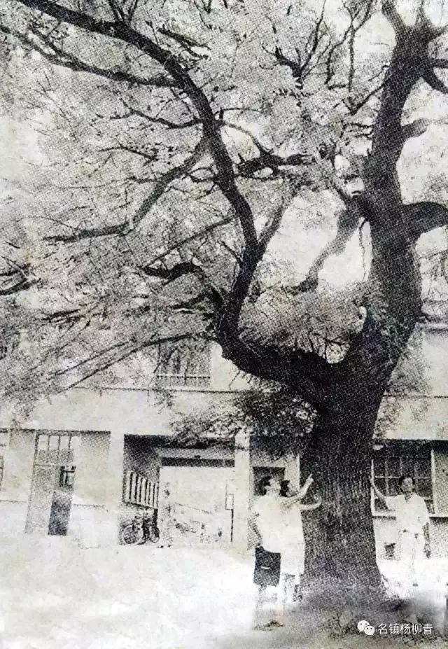 杨柳青三中的记忆,记忆中的杨柳青