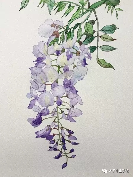 紫藤花水墨教程,紫藤花水粉画法步骤图