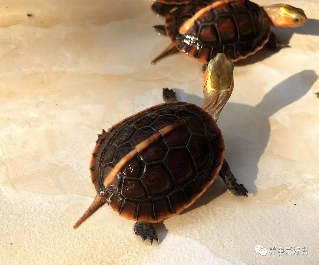 龟龟不吃东西，是不是常常困扰着你？