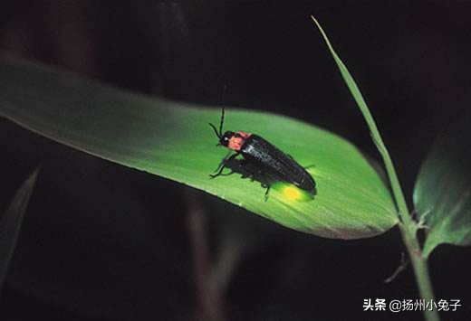 夏夜里最美的是萤火虫,唯美的萤火虫夜景