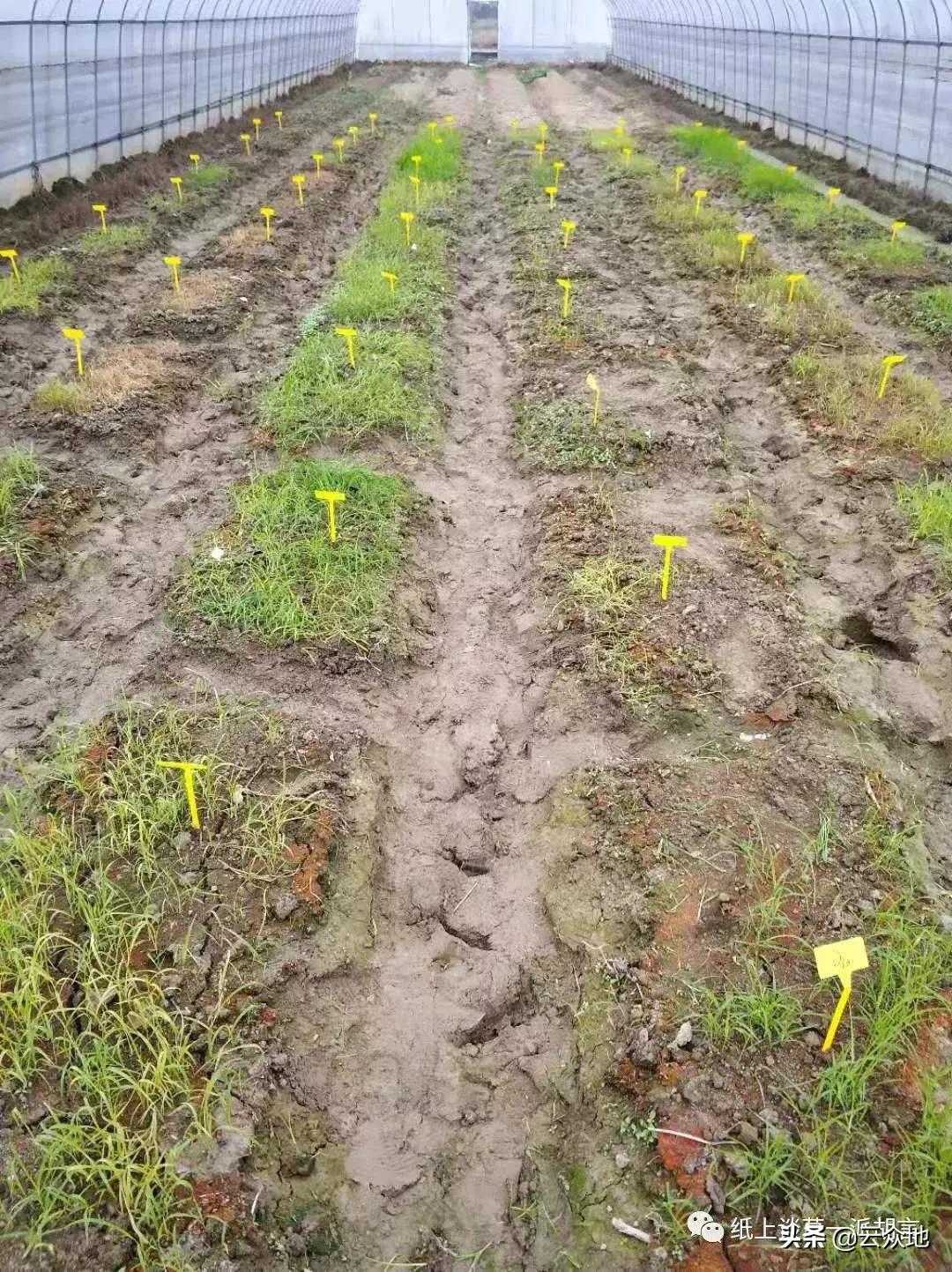 如何防除稗草,抗性稗草与普通稗草区别