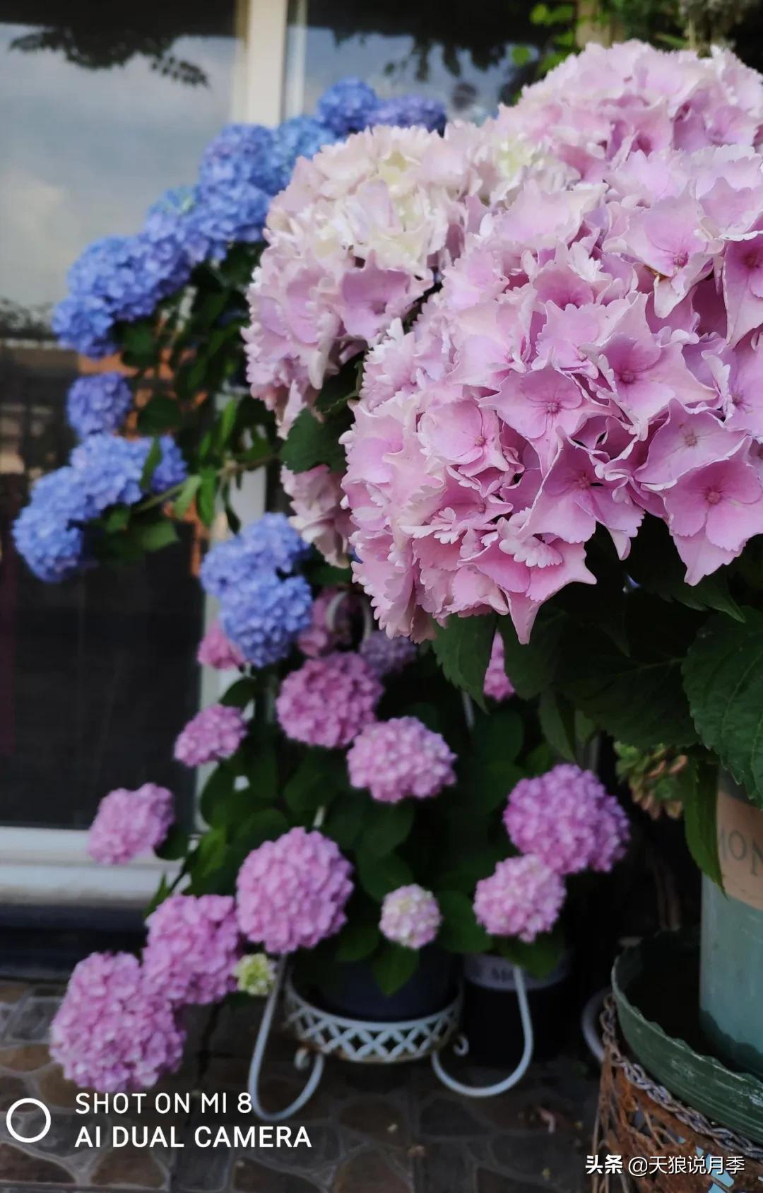 圆滚滚的绣球，瀑布般的花墙，这届花友也太会种花了吧