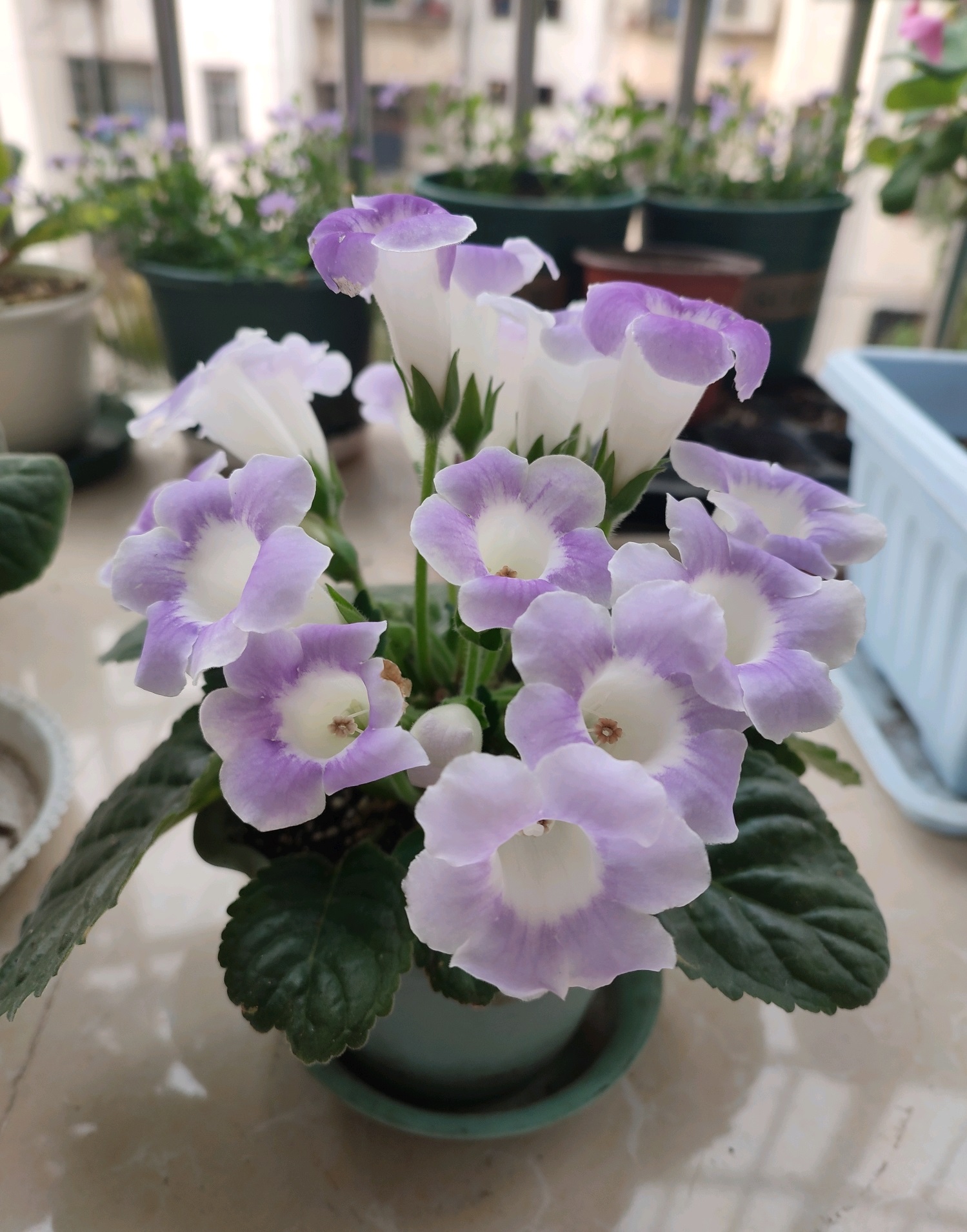 芙蓉花四季常青,芙蓉花盆栽好养