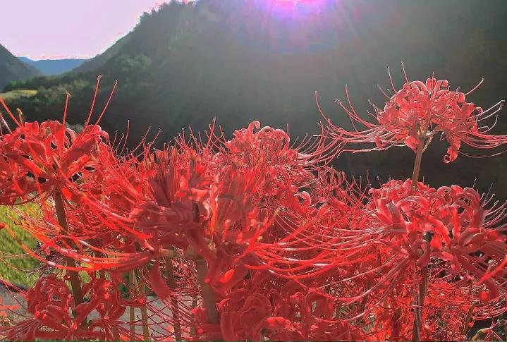 现场实拍曼珠沙华 (全职法师曼珠沙华)