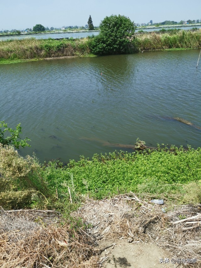 为什么大板鲫吃口很轻,大板鲫一般多少度吃口