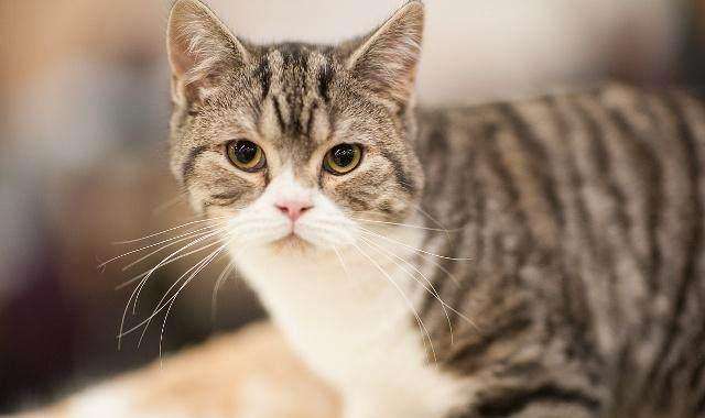 猫咪脸上白色的胡须可以剃吗？农村人说剃掉了，猫咪会死是真是假