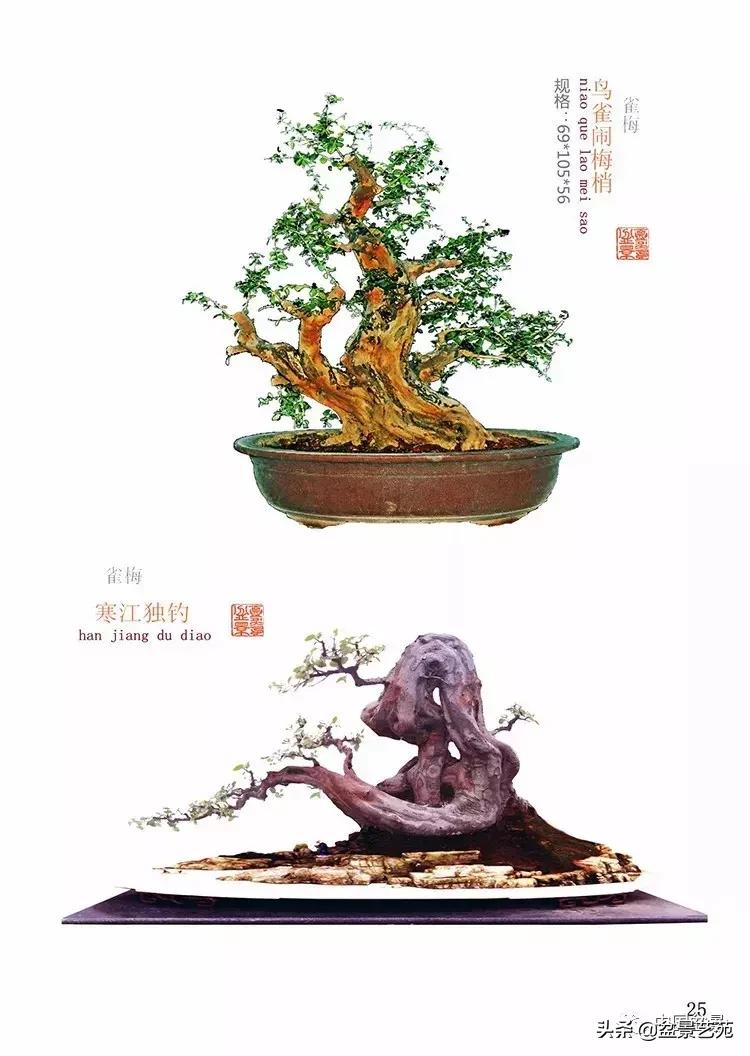 陈文图榕树欣赏,陈文图盆景