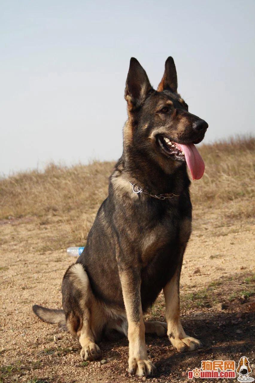 马犬市场行情,马犬狗市场售卖直播