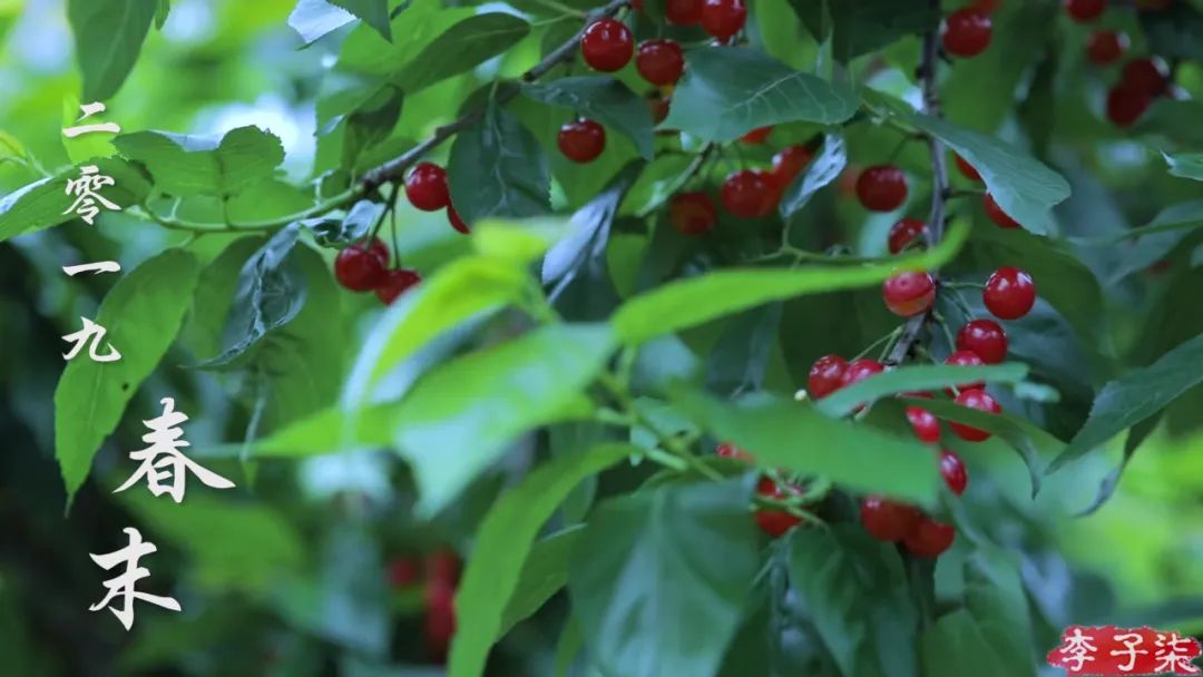 李子柒视频转场技巧,李子柒拍摄视频技巧