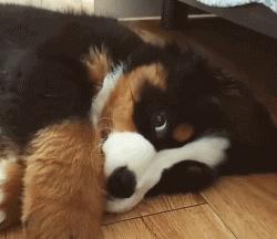 谁也拒绝不了的撒娇,谁也拒绝不了一只卖萌的小狗