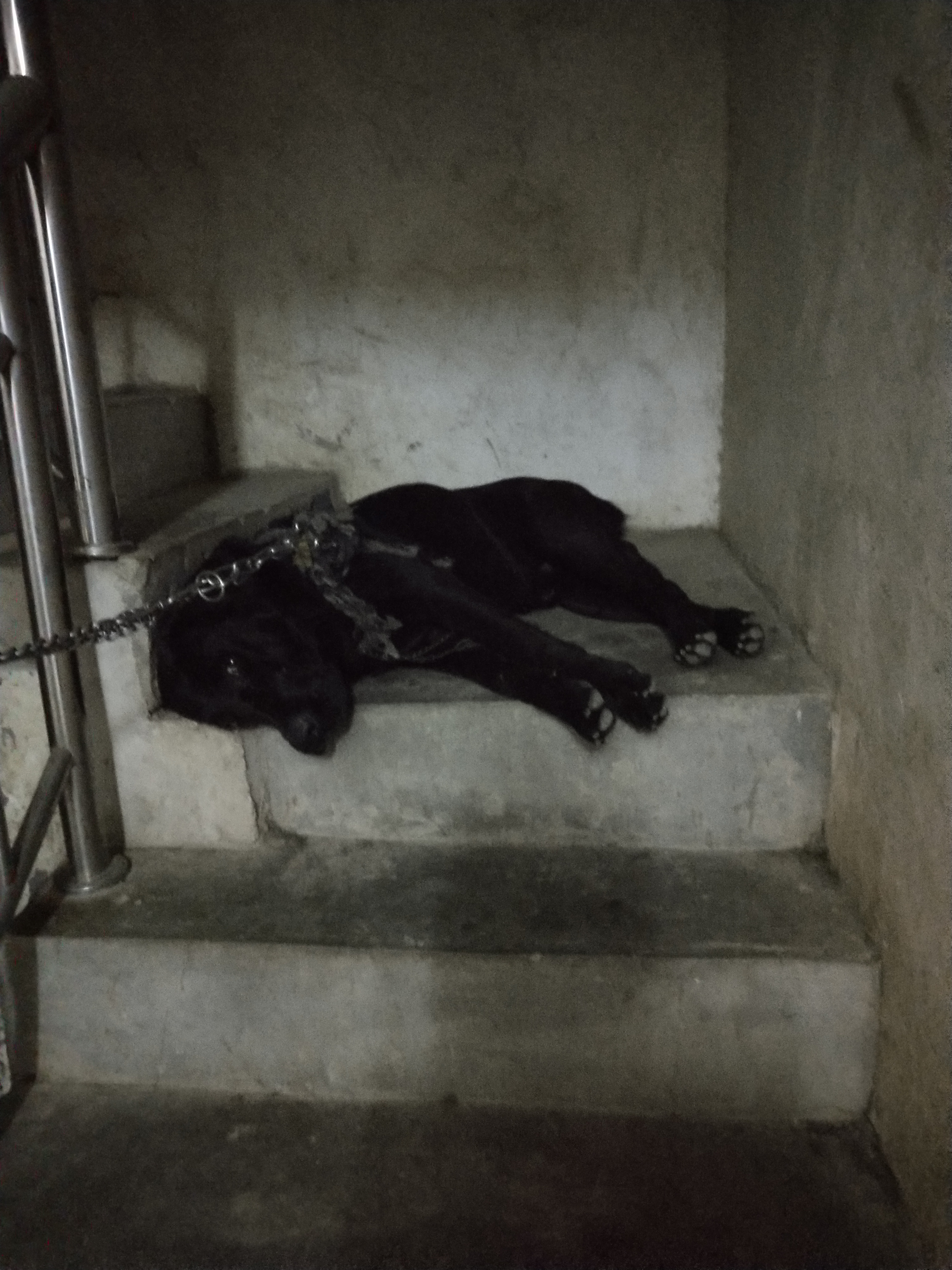 养狗怎么才能坚持下去,养狗总会把家弄乱