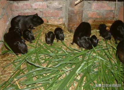 城里有人养宠物鸡,城里养一只母鸡当宠物