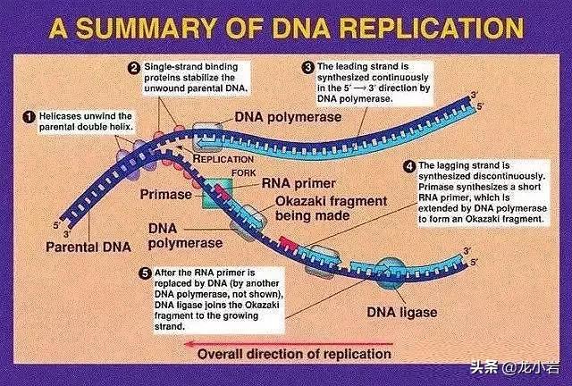 一家咖啡店一年的利润,低价咖啡店盈利