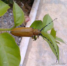 树木有天牛虫害用啥药,大树修剪后受天牛危害