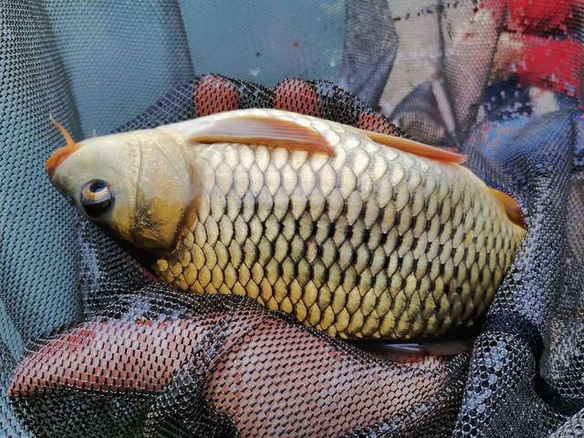 文山马鹿塘水库钓罗非鱼怎么样,文山马鹿塘水库野钓多少公里