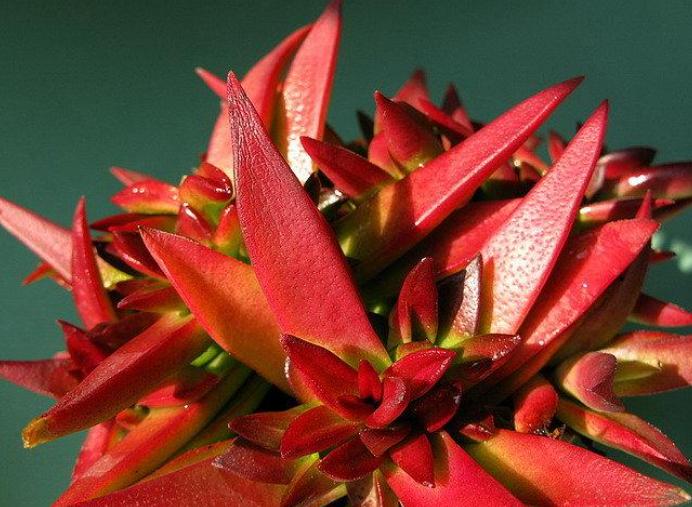 包菜多肉品种哪种最容易上色,什么多肉阳台养容易上色