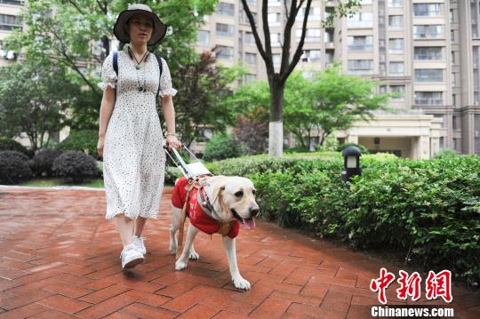 导盲犬带主人去景区被拒绝,上过央视的导盲犬被公交司机拒载