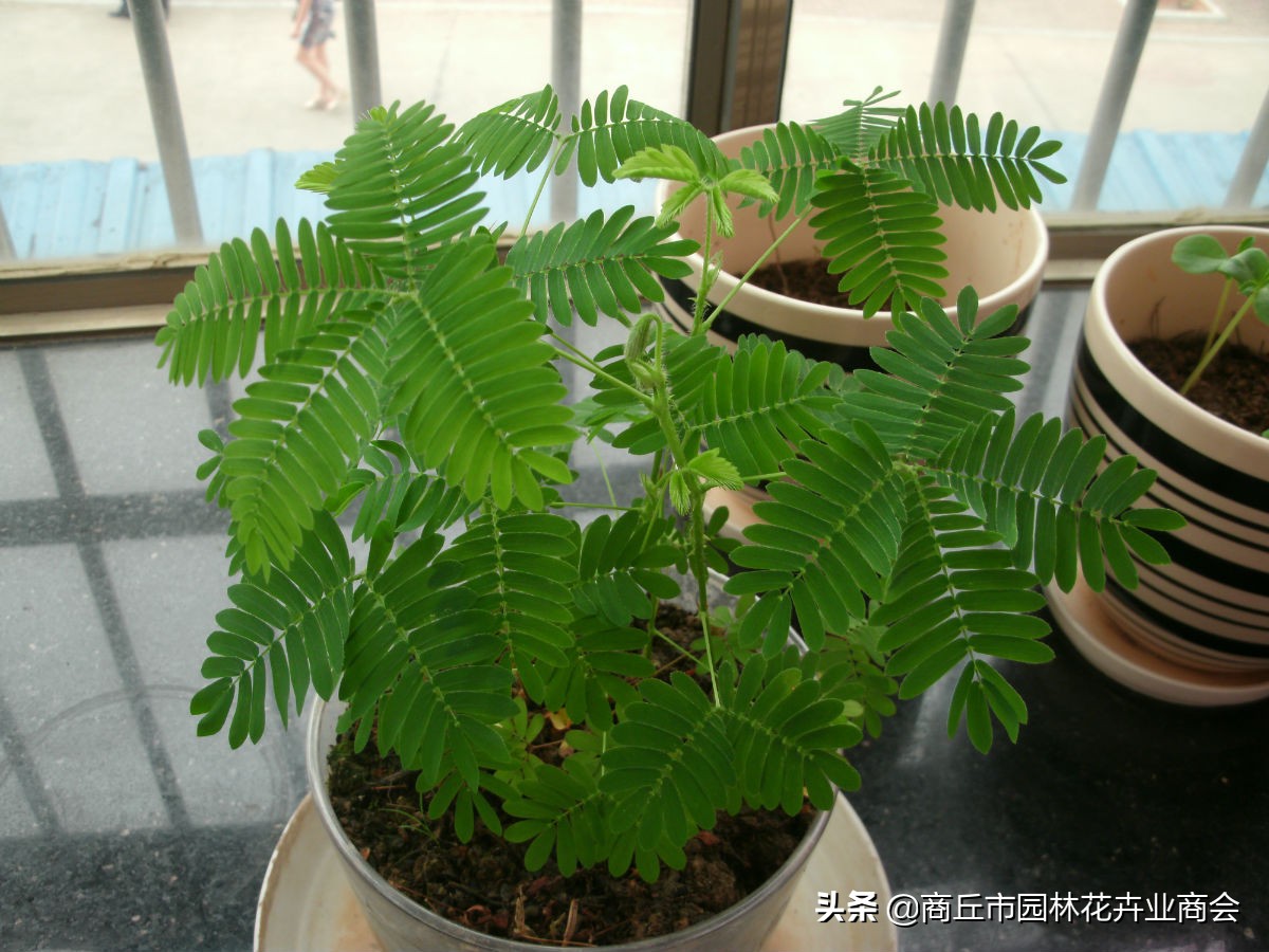 养花须谨慎,养花避免有虫