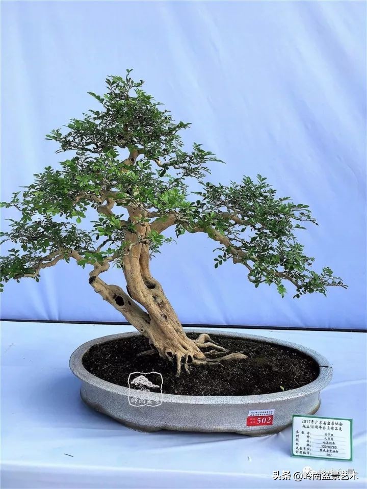 骞哥涔呬箙鐢滅敎铚滆湝,骞哥涔呬箙