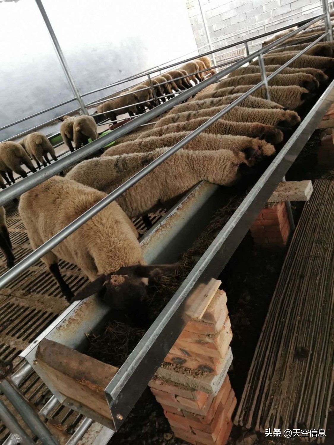 青海羊的品种,萨福克羊和黑头杜泊的优缺点