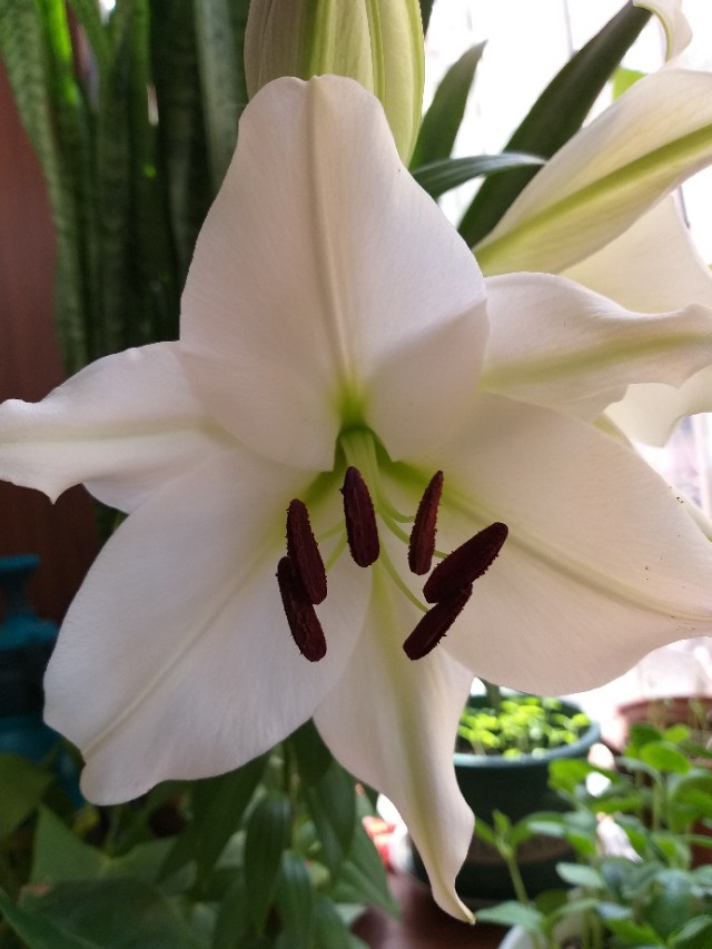 种植香水百合用什么材质的盆好,室内盆栽香水百合花怎么养