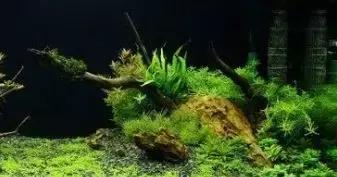 家装室内水系造景设计,家居鱼池假山布局