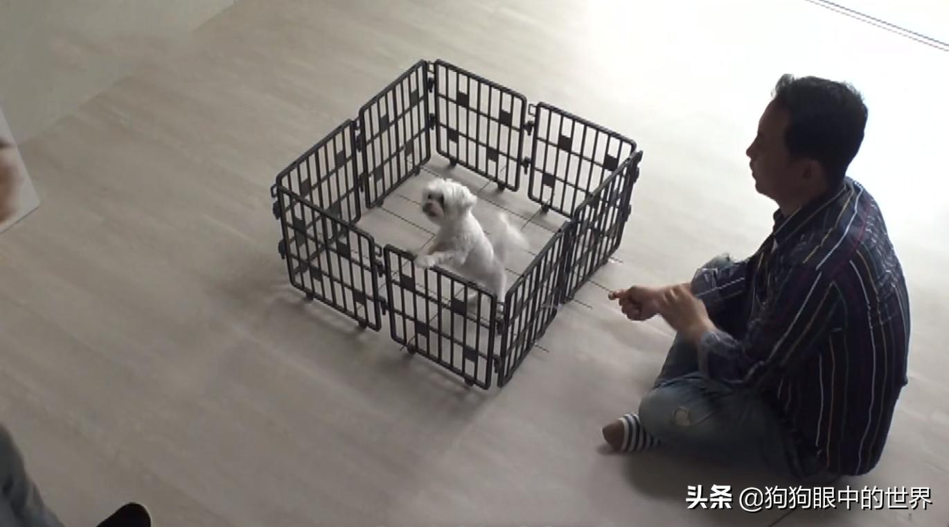 狗狗一直转圈圈还用爪子刨被子,狗狗每天都趴又拉又吐