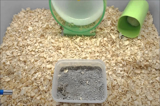 怎么教仓鼠在浴沙洗澡,怎么给仓鼠洗笼