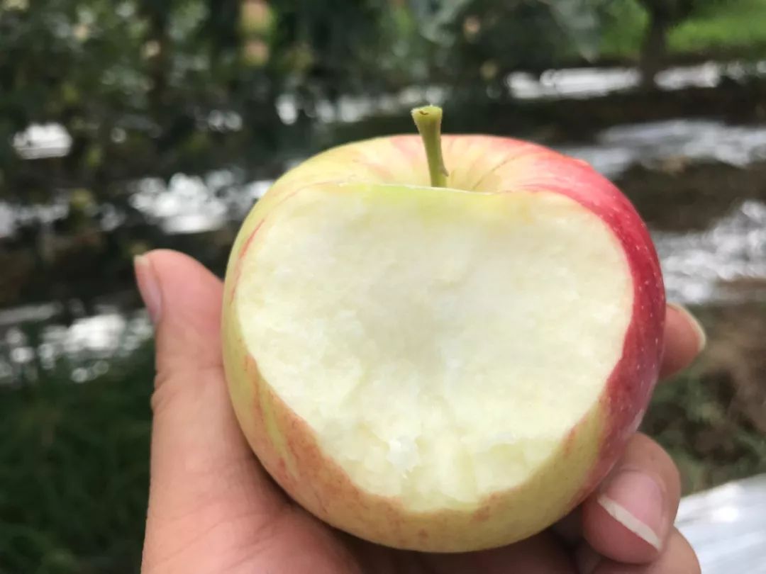 新鲜的嘎啦苹果又甜又脆,嘎啦果是酥脆还是脆甜