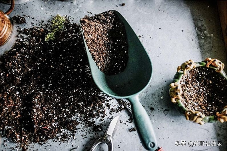 衣草的种植方法和注意事项图片,薰衣草种植需要什么条件才能种植