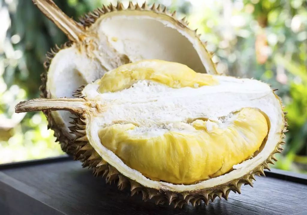 榴莲种子如何水养盆景,榴莲可以长成树吗