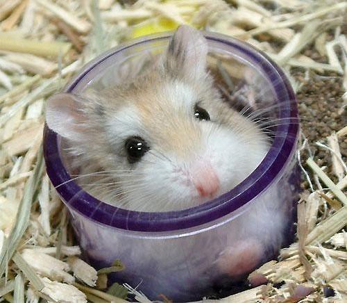 弱体质的仓鼠和正常鼠有什么区别,鼠类为什么仓鼠可以当宠物