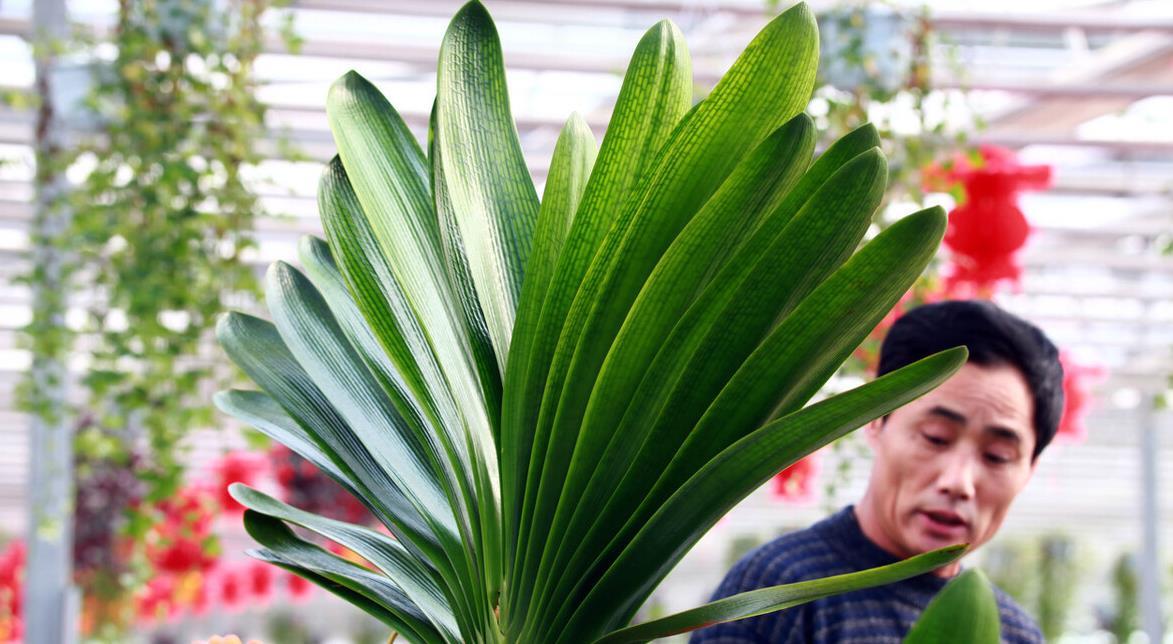 养君子兰记住5个小口诀,君子兰有六项注意事项