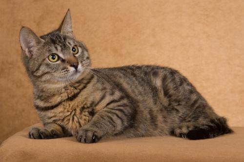 猫冷血无情是真的吗,猫的性格有多残忍