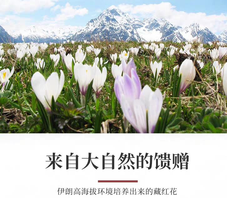 藏红花产地是在中国上海崇明吗,藏红花产地伊朗为什么叫藏红花呢