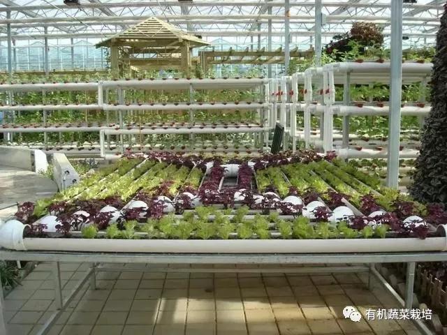 水培蔬菜种植的基础知识,水培蔬菜家庭版水培生菜