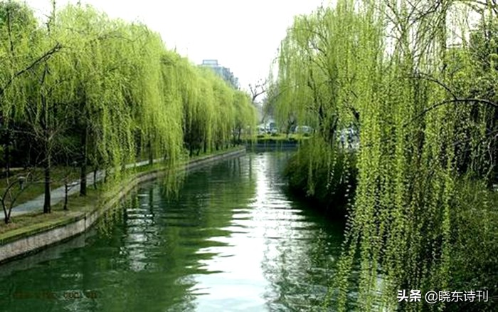 「黎明拾穗」43期诗词41首,首页篇篇造网红,风流戏子逞英雄