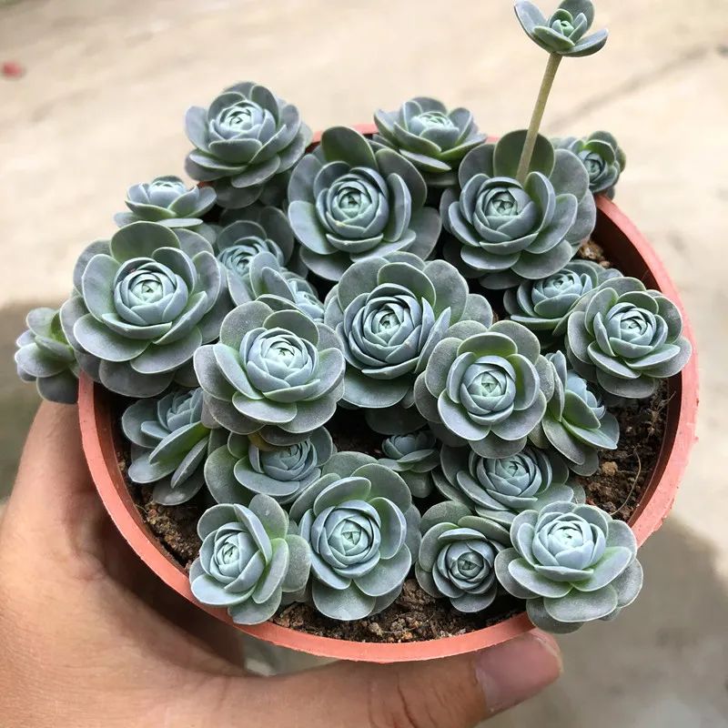 小盆栽多肉10个,5种多肉爱爆盆