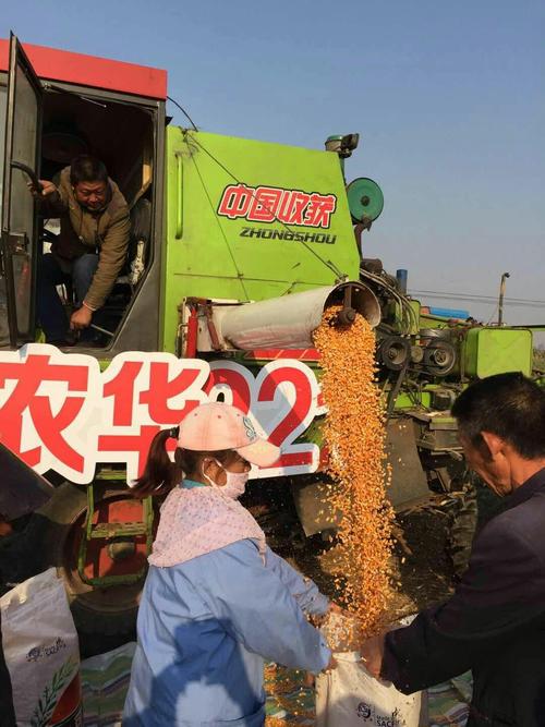 又一个大棒、耐密、抗倒、抗病玉米新品种上市，最高亩产2083斤