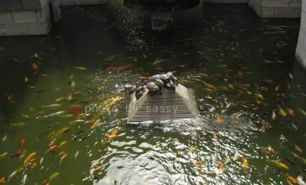 乌龟不吃食怎么办最快最有效,乌龟眼睛肿不进食怎么回事