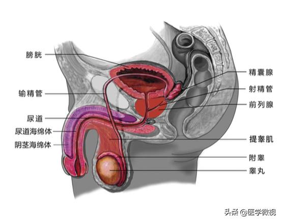 *丸睾**一大一小，一高一低？其实，这样才正常