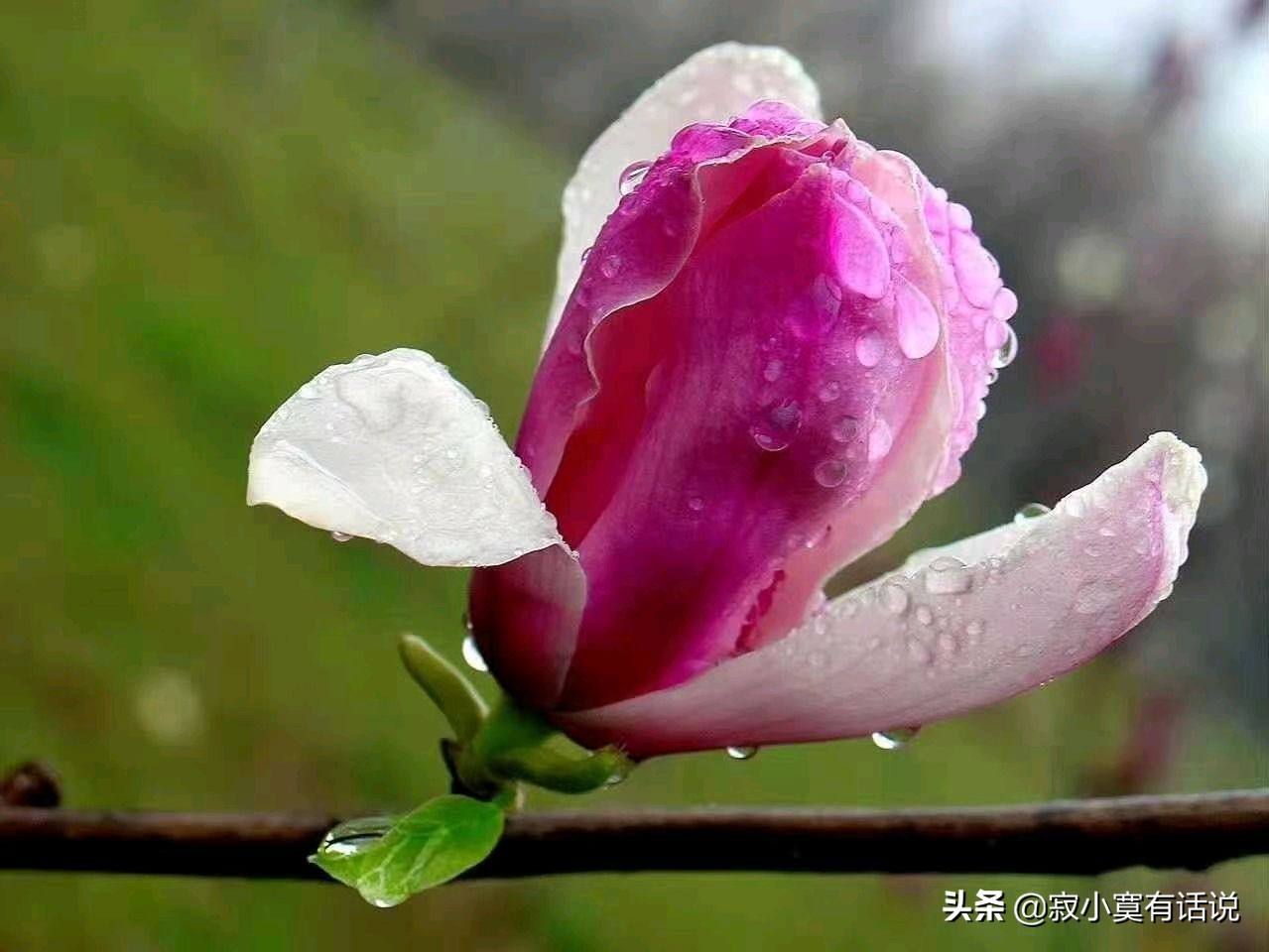 人间最美四月天春暖花开桃红柳绿,四月在春风里看一场浪漫樱花