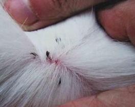 狗狗身上有跳蚤教你一招轻松去除,狗狗身上的跳蚤怎么治小妙招