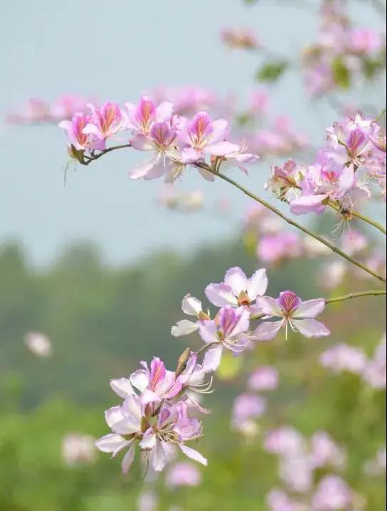 广州现在花开的季节,广州现在什么花开了