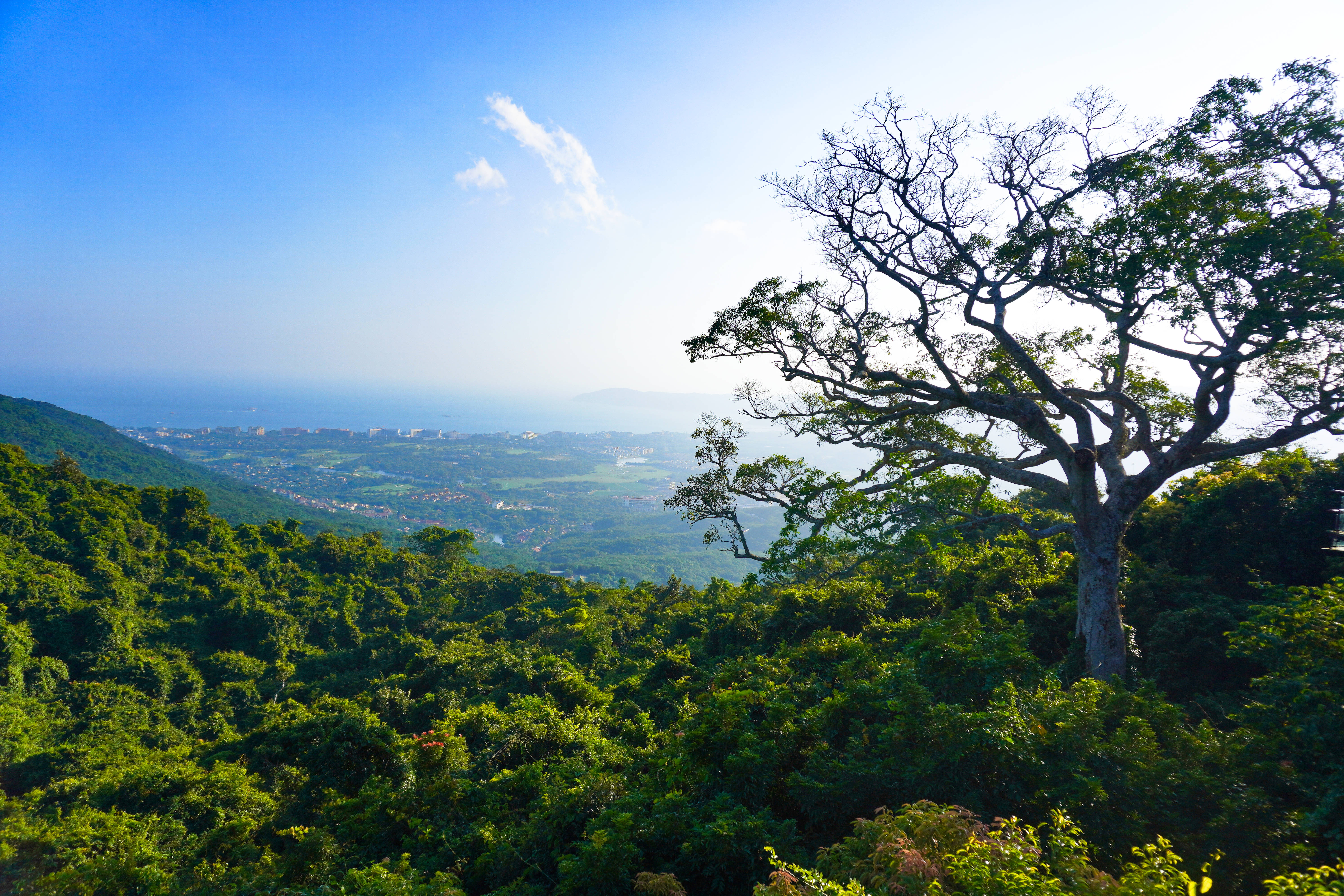 三亚亚龙湾热带天堂森林公园攻略,三亚好玩的原始森林