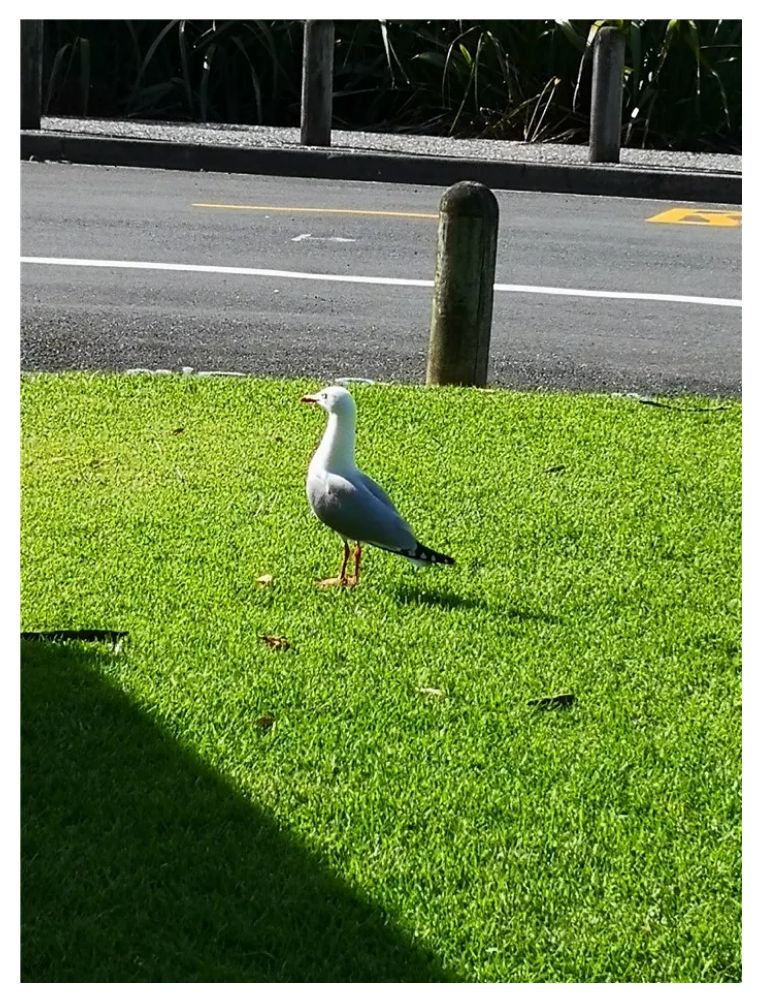 不明白新西兰为什么是发达国家,发达国家新西兰为什么没存在感