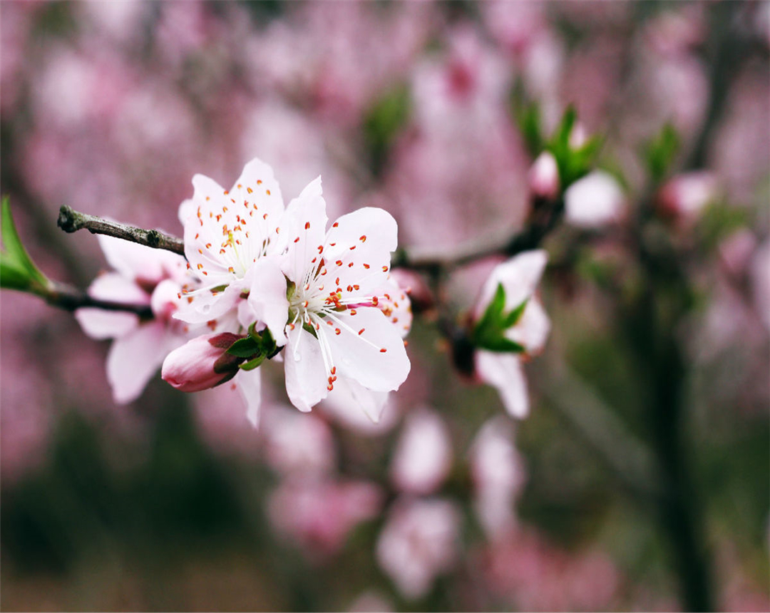 桃花盆栽种植视频小技巧,观赏桃花的养殖方法和注意事项