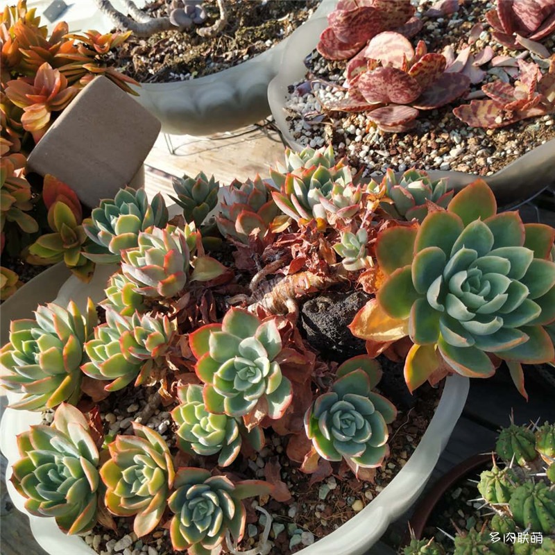 容易爆盆的玫瑰多肉,容易过冬过夏的多肉